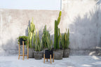 The Charcoal Low - Zwart Naturel - S — Bazar Bizar, foto 3