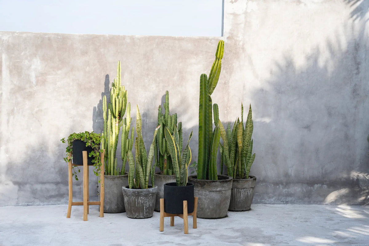 The Charcoal Low - Zwart Naturel - S — Bazar Bizar, foto 3