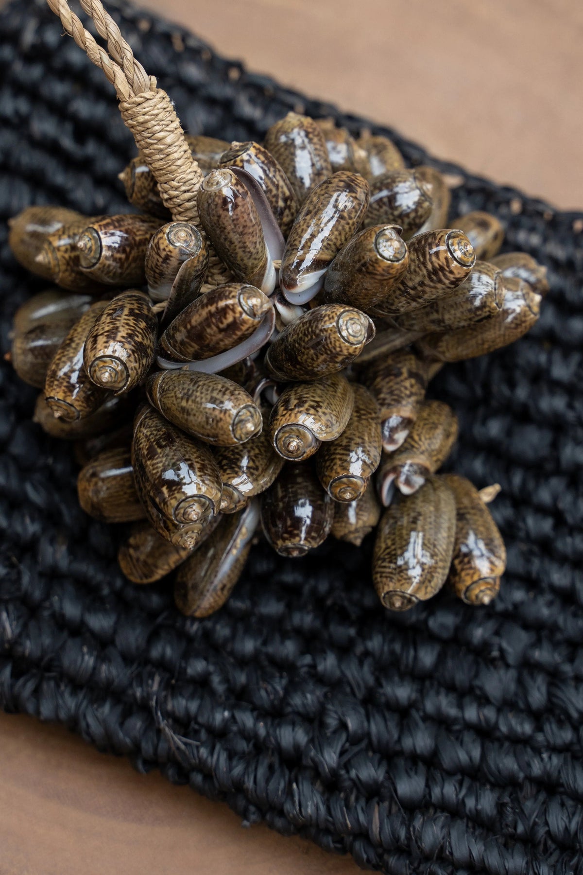 De bruine kauri shell kwast — Bazar Bizar, foto 9