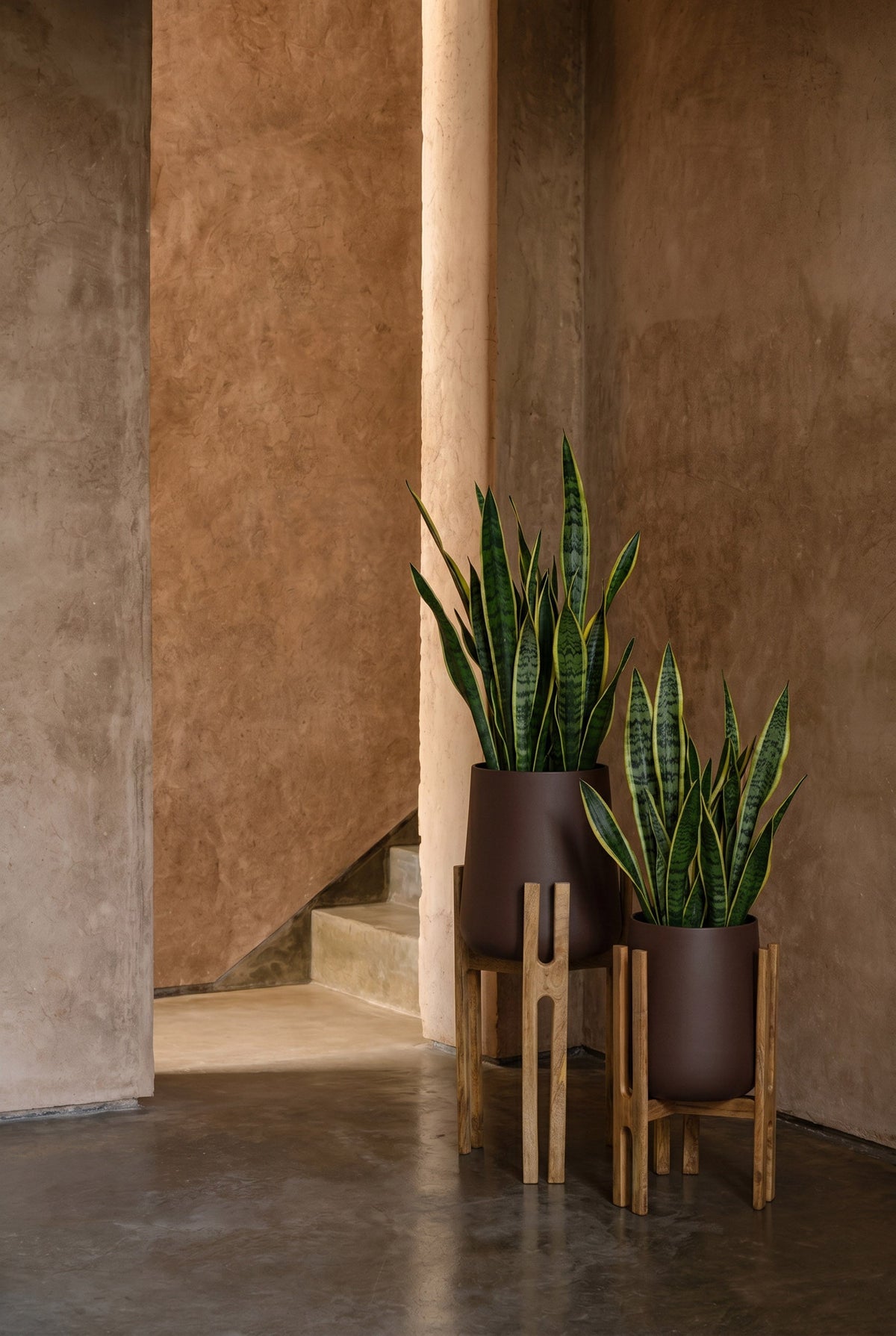De Gevorkte Wortelplanter - Natuurlijk Bruin - L — Bazar Bizar, foto 3