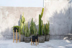 The Charcoal High - Zwart Naturel - L - Bazar Bizar, foto 5